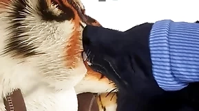 Lady-killer gives tiger an early christmas solid - wildlife